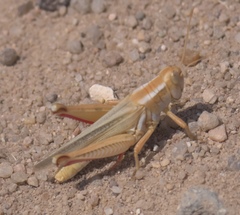 Melanoplus foedus