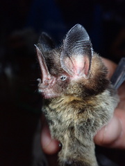 Gardnerycteris crenulatum