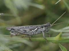 Melanoplus complanatipes