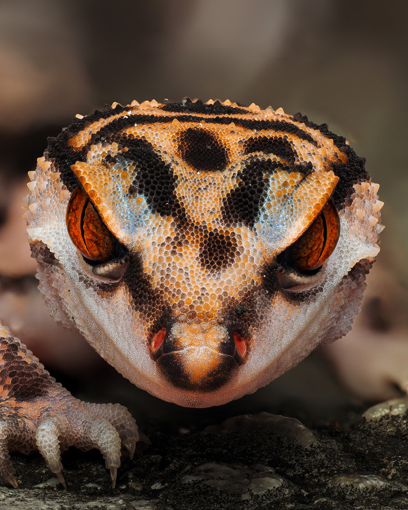Sengoku's Leopard Gecko