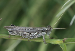 Melanoplus complanatipes