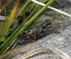 Melanoplus oregonensis