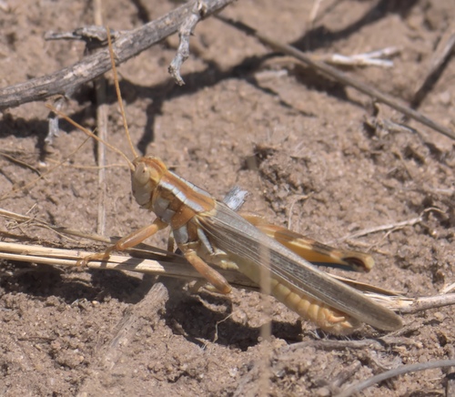 Yellowish Spur-throat Grasshopper photo 5