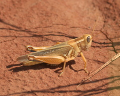 Melanoplus packardii