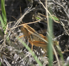 Melanoplus packardii