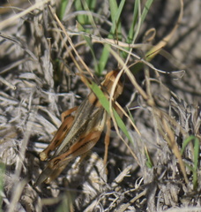 Melanoplus packardii