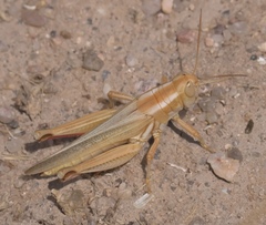 Melanoplus packardii