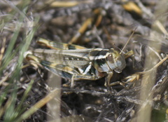 Melanoplus packardii