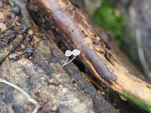 Mycena stylobates