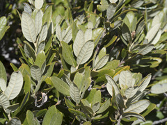 Notholithocarpus densiflorus echinoides