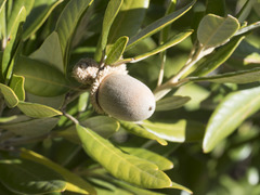 Notholithocarpus densiflorus echinoides
