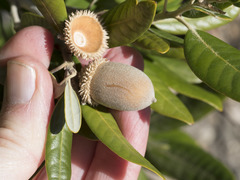 Notholithocarpus densiflorus echinoides