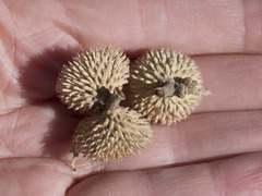 Notholithocarpus densiflorus echinoides