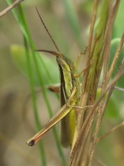 Mermiria intertexta
