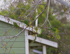 Psittacara holochlorus