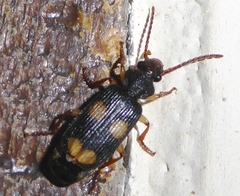 Macrocheilus