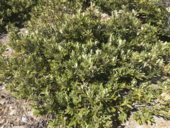 Notholithocarpus densiflorus echinoides