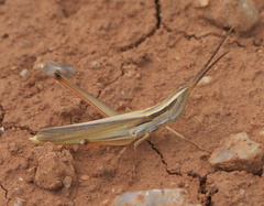 Mermiria picta
