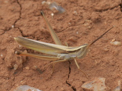 Mermiria picta