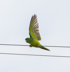 Psittacara holochlorus