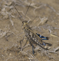 Metator pardalinus