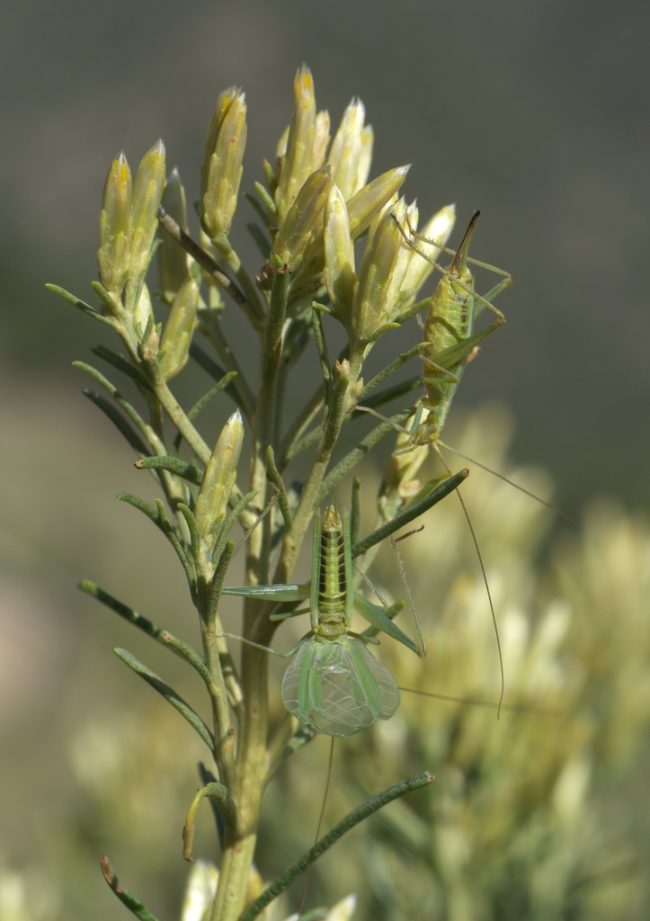 prairie tree cricket