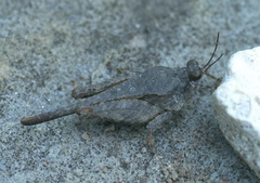 Paratettix cucullatus