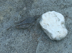 Paratettix cucullatus