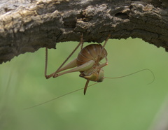 Pediodectes haldemanii