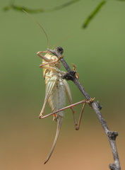 Pediodectes haldemanii