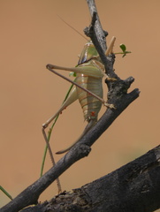 Pediodectes haldemanii