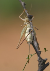 Pediodectes haldemanii