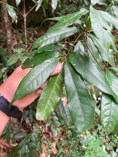 Quercus hondae iNat (1)