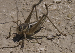 Pediodectes stevensonii