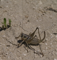 Pediodectes stevensonii