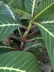 Sanchezia parvibracteata