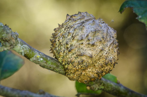Live Oak Apple Gall Wasp photo 5