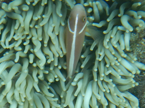 Amphiprion perideraion