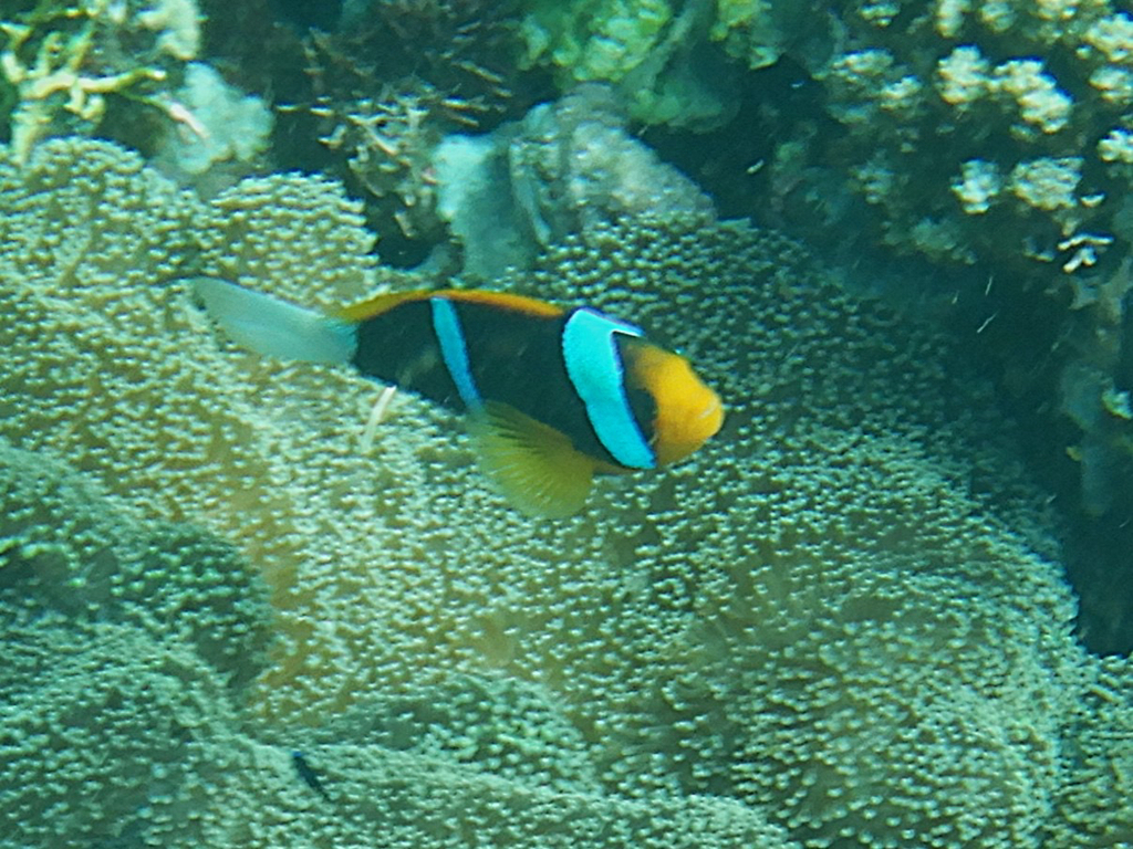 Orangefin Anemonefish (Amphiprion chrysopterus)