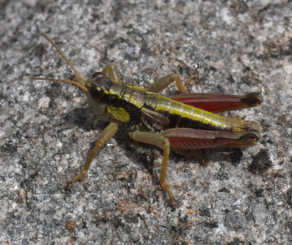 Cascade Timberline Grasshopper