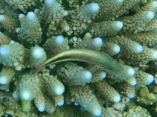 Paracirrhites forsteri