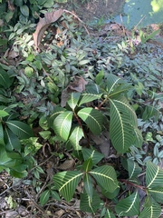 Sanchezia parvibracteata