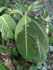 Sanchezia parvibracteata