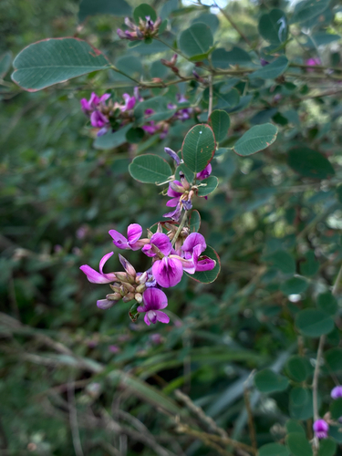 leafy lespedeza (Lespedeza cyrtobotrya)