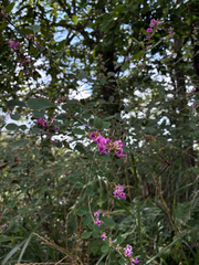 Lespedeza cyrtobotrya, photograph (c) MUNENORI YAMAKAWA, some rights reserved (CC BY)