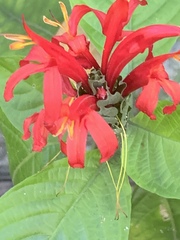 Pachystachys spicata