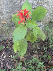 Pachystachys spicata