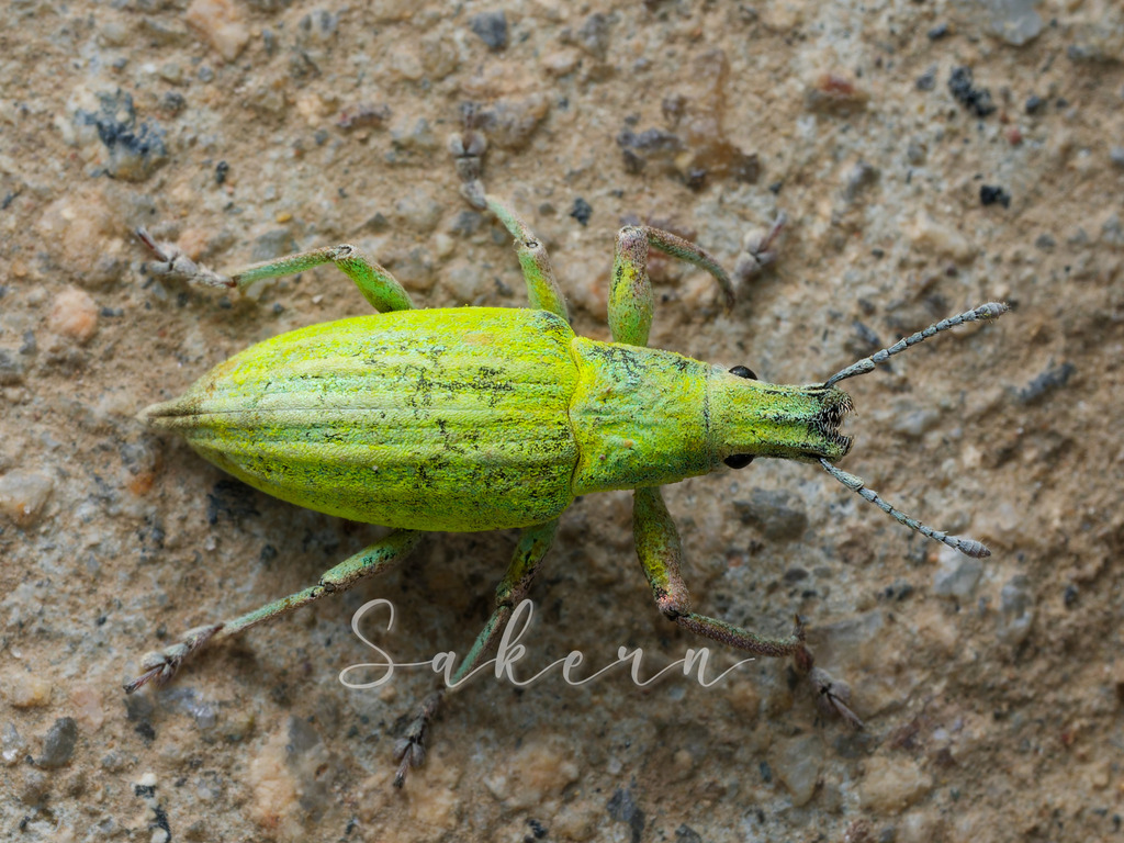 Chlorophanus lineolus