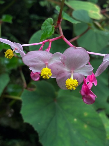 Begonia grandis