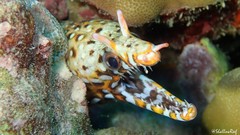 Enchelycore pardalis